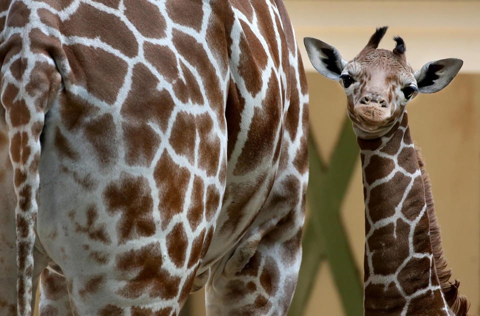 Amsterdam: Artis Royal Zoo & ARTIS-Micropia Combo Ticket - A one-day combo that actually makes sense: zoo plus microbe museum