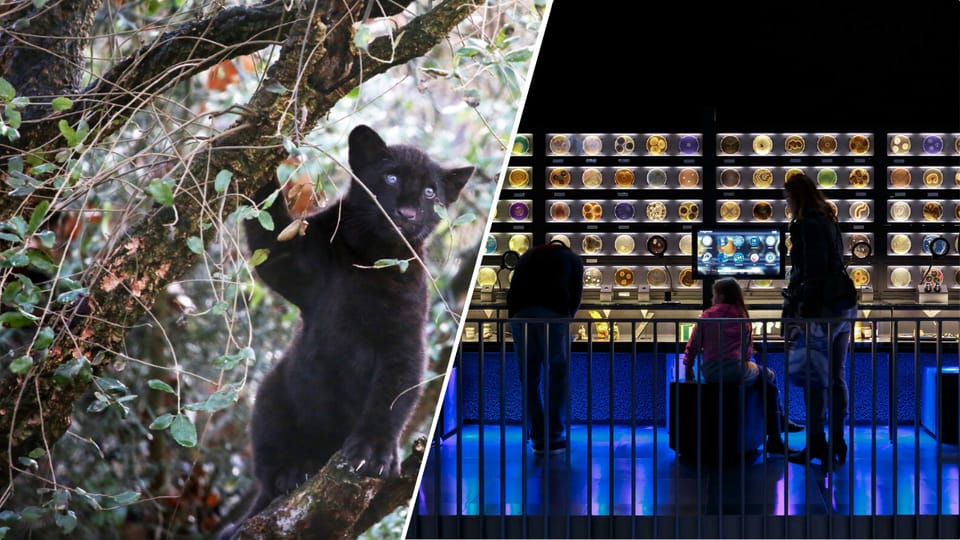 Amsterdam: Artis Royal Zoo & ARTIS-Micropia Combo Ticket - Elephant Expedition: newborn calves and the elephant code trail