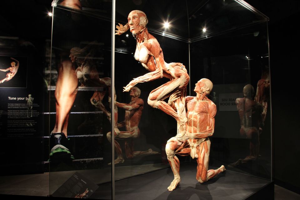 Amsterdam: Body Worlds Exhibition and Canal Cruise - Ripley’s top-floor Dam Square view: a bonus photo moment
