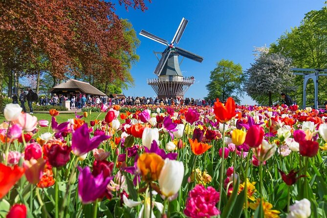 Amsterdam: Day trip to Tulip Farm, Keukenhof + Windmill Cruise - Should you book this Amsterdam tulip and windmill day trip?