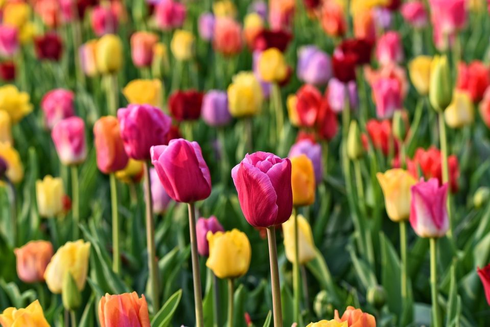 Amsterdam: Keukenhof and Zaanse Schans Live Guided Day Tour - Price Value: What Your $71 Covers (and What It Doesn’t)