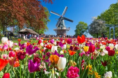 Amsterdam: Keukenhof Entry & Shuttle Bus with Flexible Return - Tulip Fields by Coach: What to Expect on the 40-Minute Ride