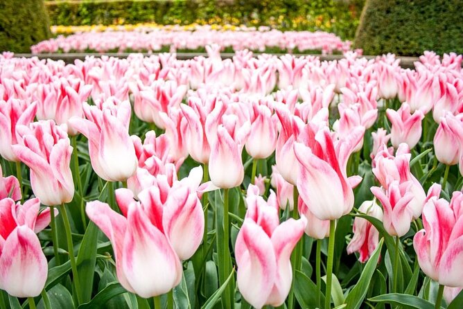 Amsterdam: Keukenhof Entry & Shuttle Bus with Flexible Return - Is It Worth $42.33? Price, What’s Included, and Tradeoffs