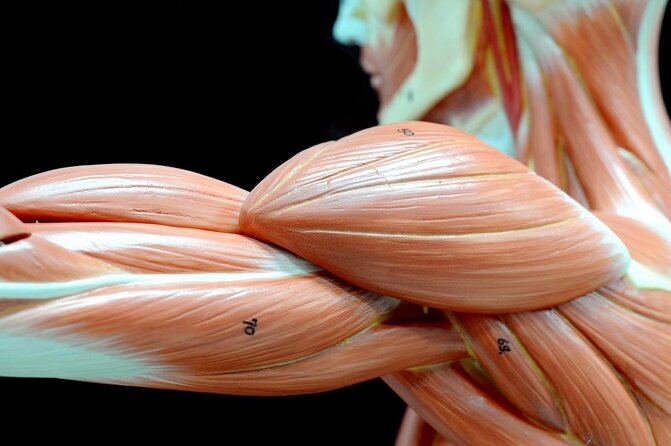Body Worlds Amsterdam Admission Ticket - Key things I’d plan for