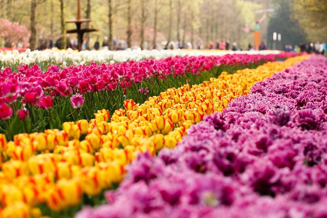 Day Trip to Keukenhof Gardens from Amsterdam with Tour Guide - The guided kickoff inside Keukenhof: Oranje Nassau and Carolus Clusius
