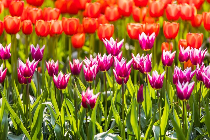 From Amsterdam: Keukenhof Gardens Ticket and Transfer - Meeting at Amsterdam Central: The Pickup Spot That Can Make or Break Your Day