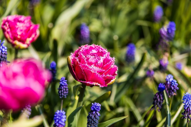 From Amsterdam: Keukenhof Gardens Ticket and Transfer - Who This Tour Fits Best (And Who Might Not Love It)