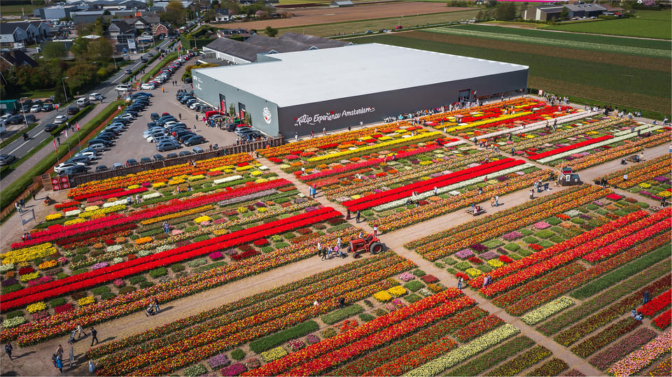 From Amsterdam: Keukenhof Gardens & Tulip Experience Tour - Should you book this Amsterdam tulip experience?