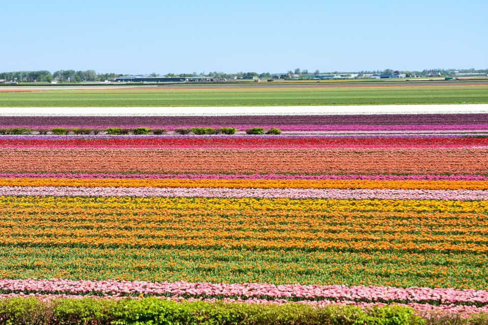 From Amsterdam: Keukenhof Gardens & Tulip Experience Tour - Why start with Tulip Experience (not Keukenhof)