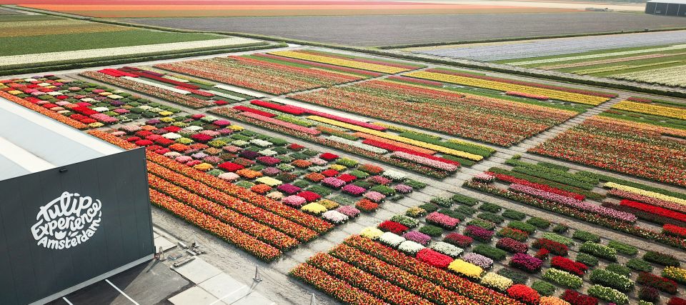 From Amsterdam: Keukenhof Gardens & Tulip Experience Tour - Keukenhof in 3.17 hours: what you get and how to not feel rushed