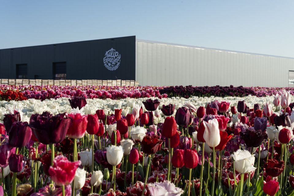 From Amsterdam: Keukenhof Gardens & Tulip Experience Tour - Who should book this trip, and who should skip it