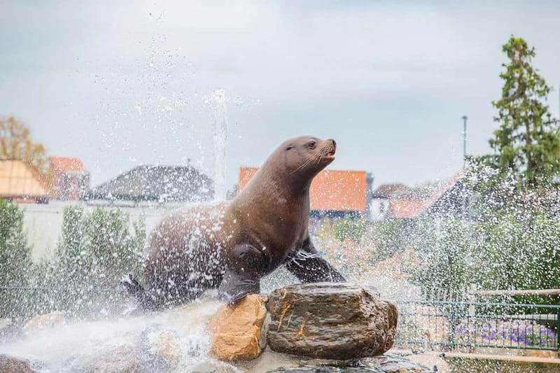 Harderwijk: Dolfinarium Entry Ticket - Getting there and parking costs in Harderwijk