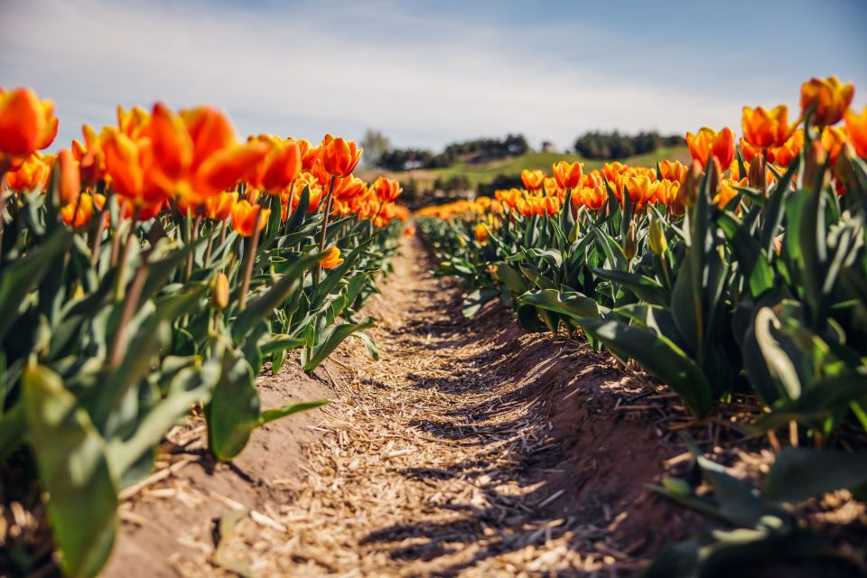 Keukenhof: Flower Fields Small-Group Cultural Bike Tour - Where this tour delivers value for $68