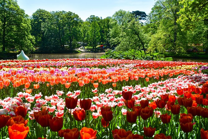 Keukenhof Gardens & Tulip Experience Tour from Amsterdam - Should you book this Keukenhof + Tulip Experience tour?