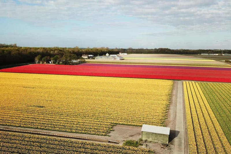 Lisse: Self-Guided Tulip Fields GPS Audio Tour - Quick hits before you go