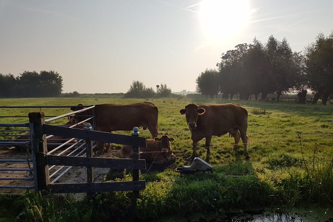 Zaanse Schans and Volendam Private Tour – Clogs, Cheese and More - Timing tips for a smooth windmill-to-cheese-to-Volendam day